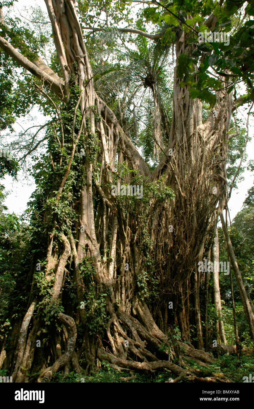 Fig tree (Ficus ottonifolia Moraceae) in rainforest, Ghana Stock
