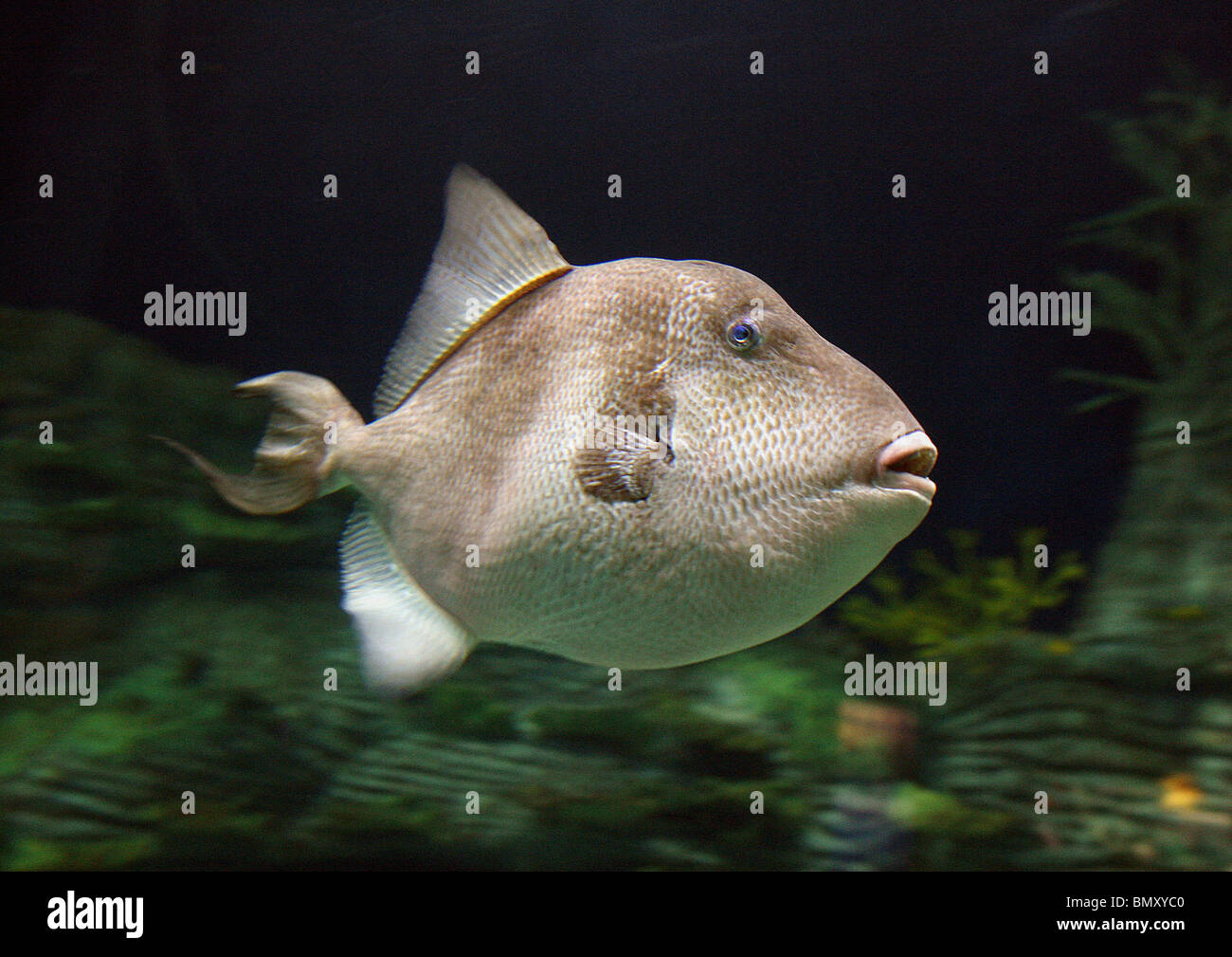 Grey triggerfish / Balistes carolinensis Stock Photo