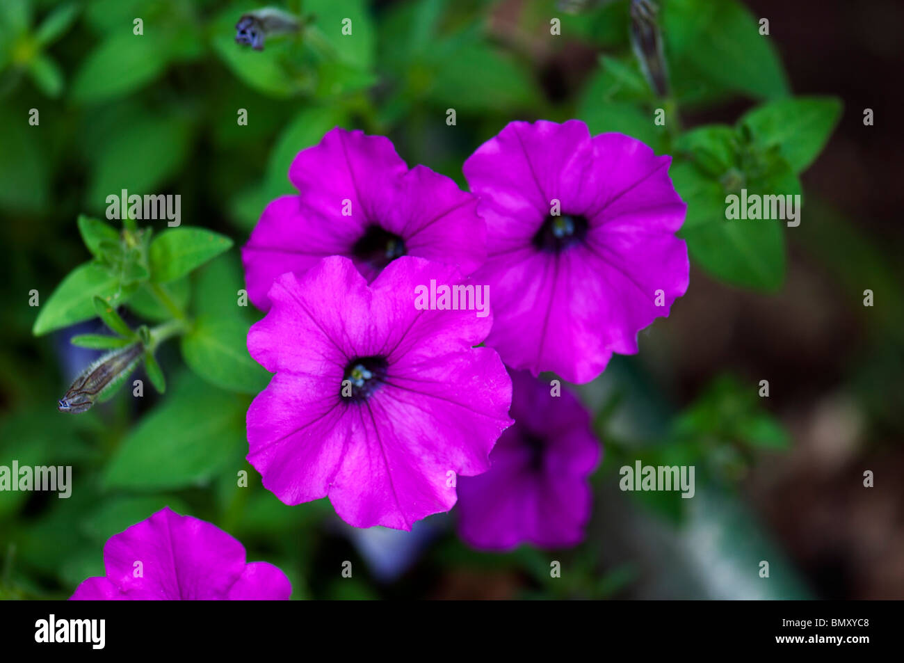 Closeup of purple, or fuschia-colored petunias. 5 flowers, Solanaceae. Oklahoma, USA Stock Photo
