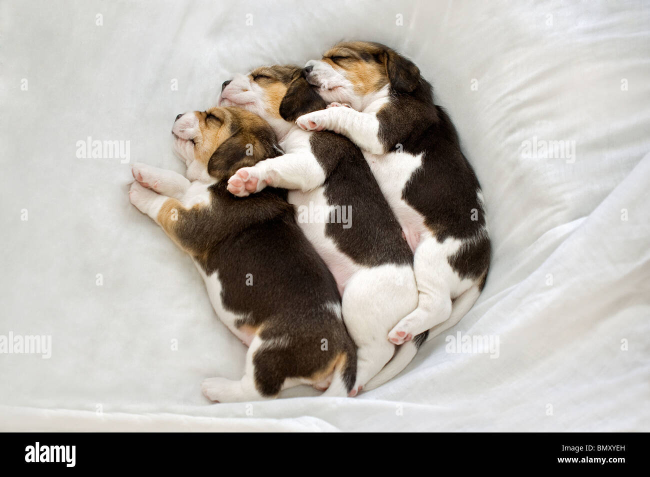 Beagle. Three puppies sleeping sleeping on a blanket Stock Photo 