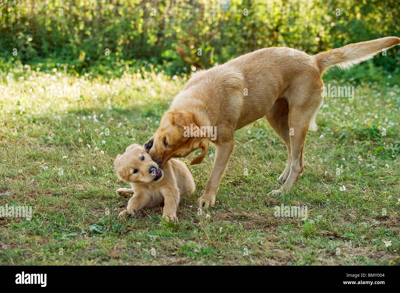 female Labrador Retriever dog puppy meadow Stock Photo - Alamy