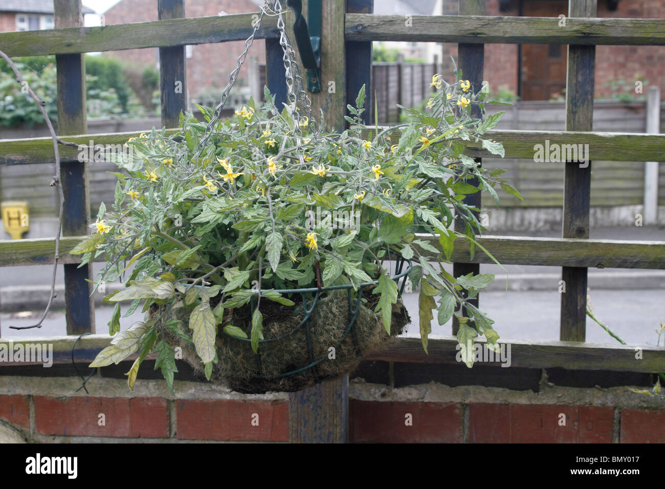 cherry tomatoes in a hanging basket Solanum lycopersicum var