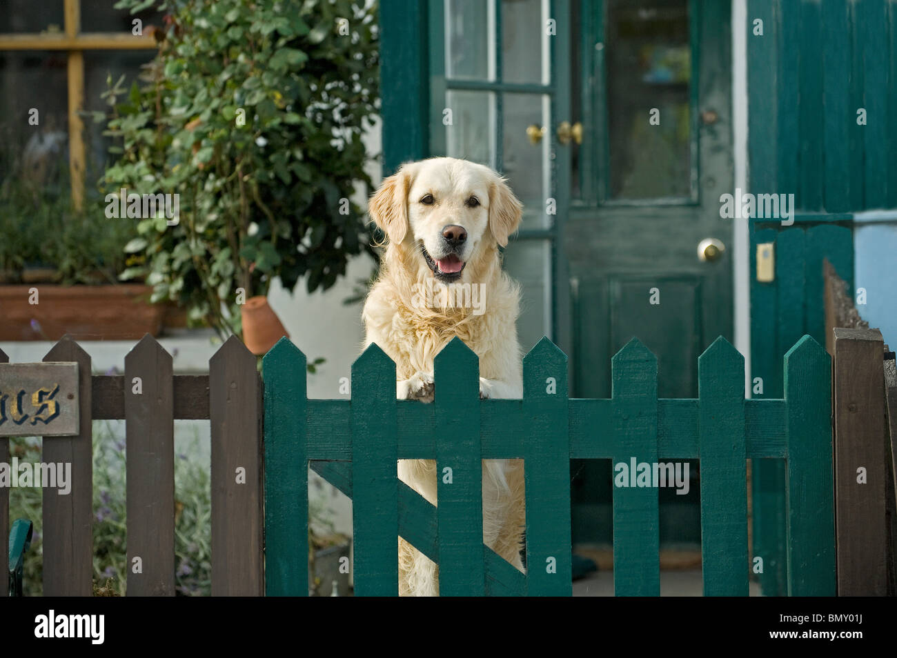 Golden Retriever fence Stock Photo Alamy