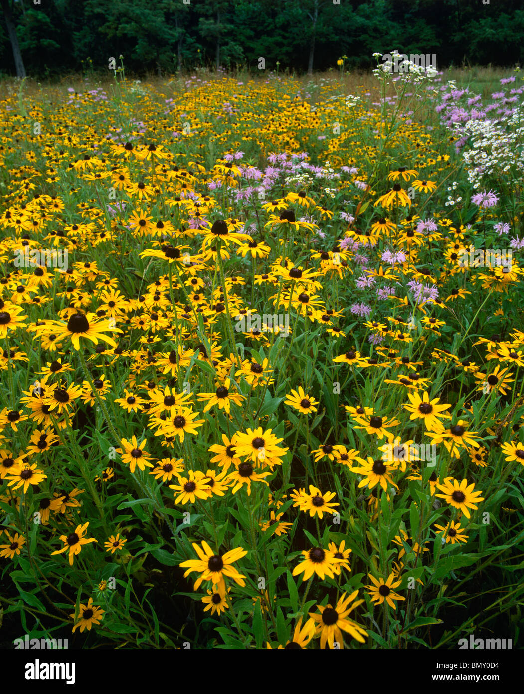 Jefferson County, WV: A field of blooming Black-eyed Susans, wild bergamot and mayweed Stock Photo