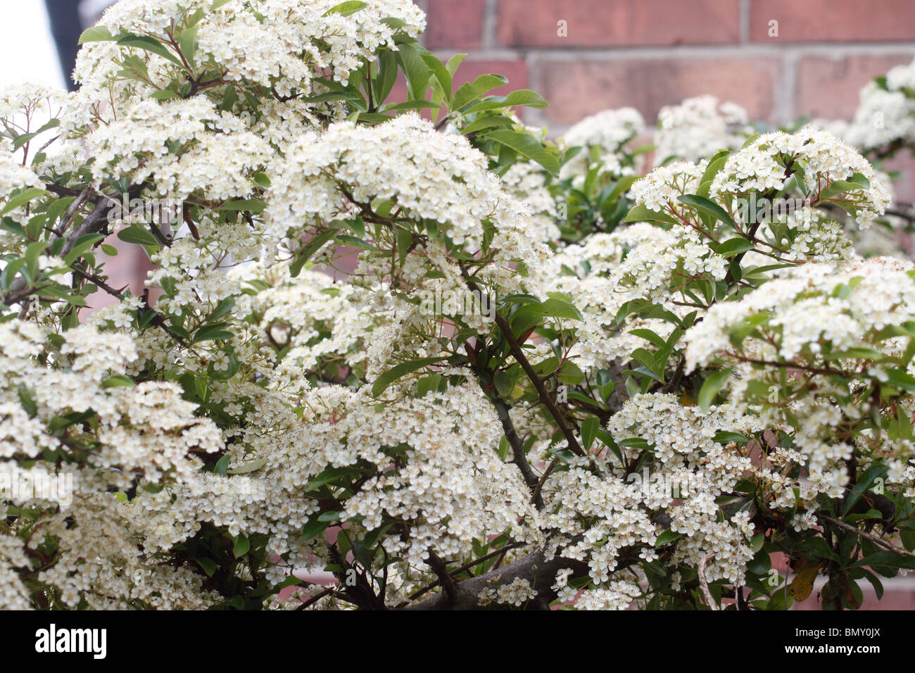 Firethorn, Pyracantha crenulata used as a boundary protecting plant, Masses of white flowers that will turn into orange berries Stock Photo