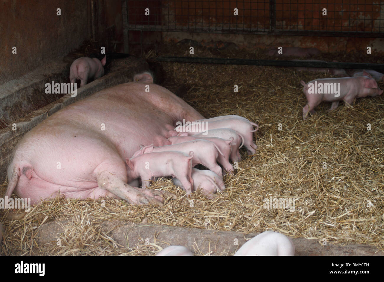 British landrace hires stock photography and images Alamy