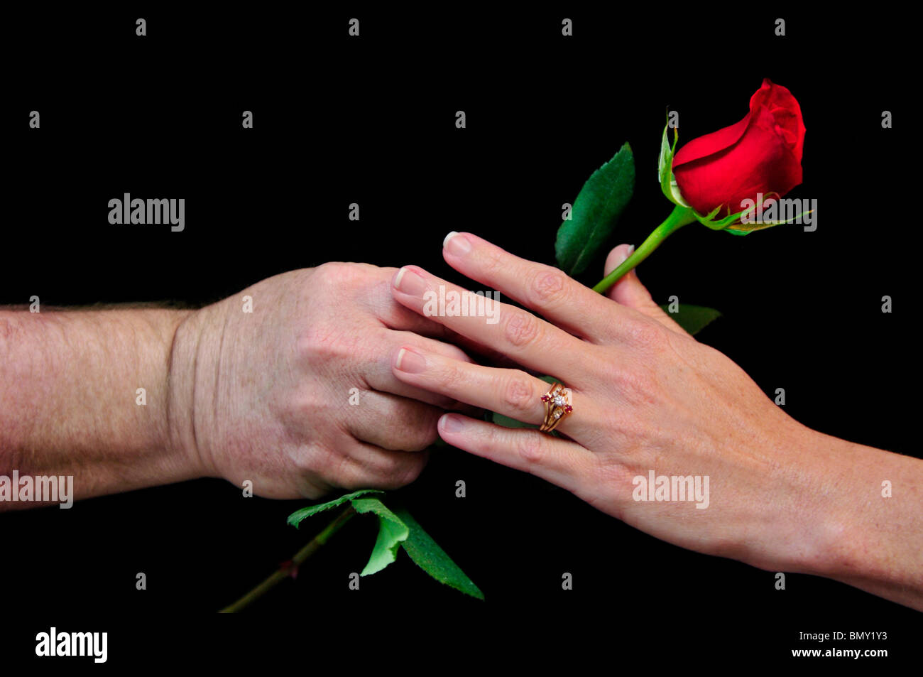 A man lovingly hands his wife a garden rose. Cutout, black background. Hands only. Stock Photo