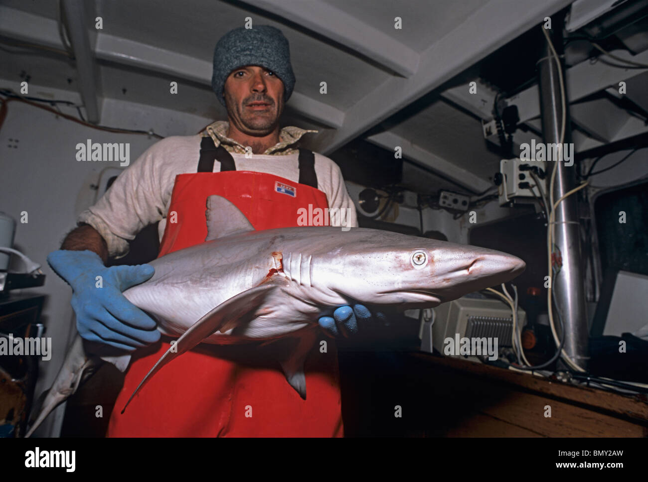 Fisherman holding Gummy Shark (Mustelus antarcticus) caught in gill net. Esperance, Australia, Great Australian Bight. Stock Photo