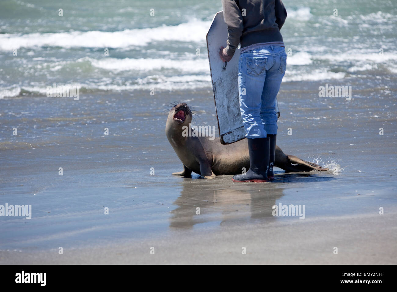 Volunteer directing, releasing 'rescued & rehabilitated' weaner Elephant Seal. Stock Photo