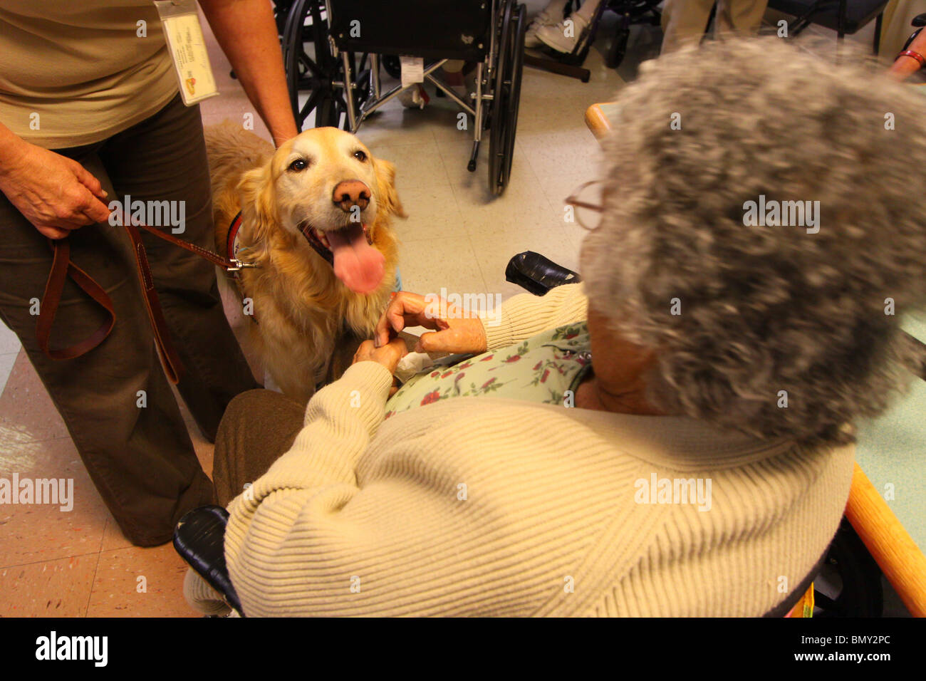 dog at retirement home Stock Photo Alamy