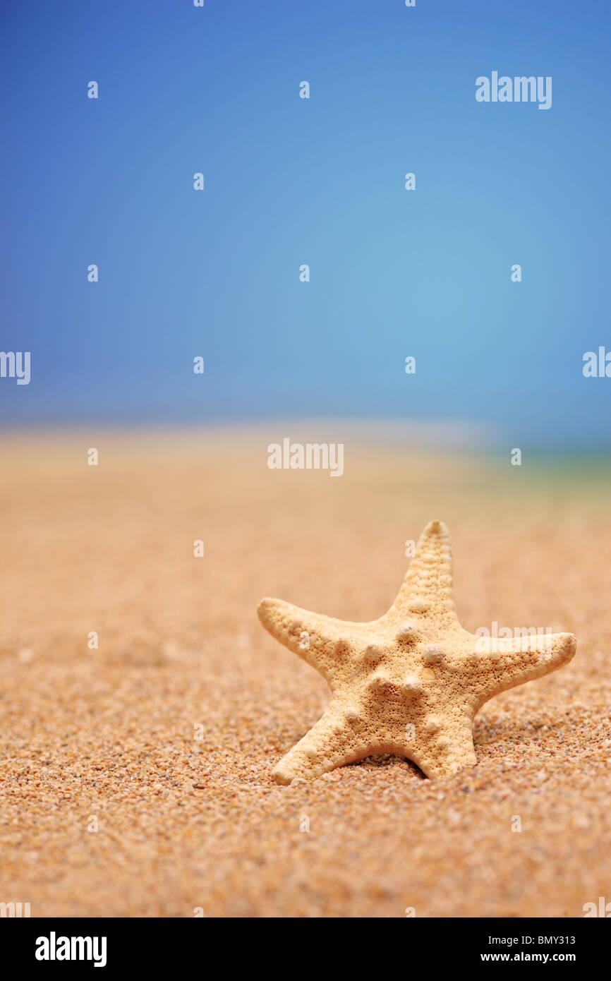 A sea star on a sandy beach against blue sky Stock Photo
