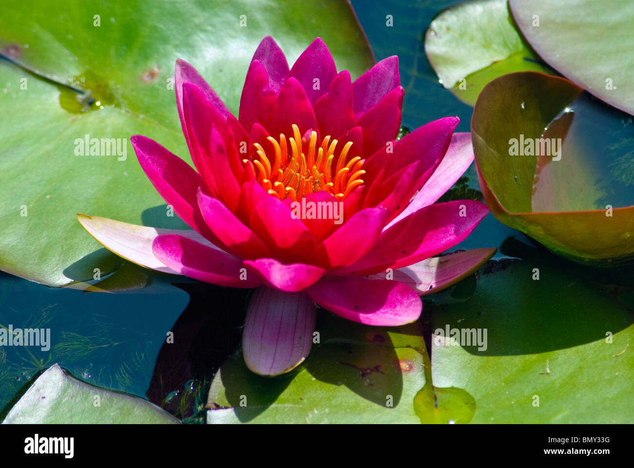 Water lily nymphaea James Brydon in the lily pond in the Botanical Gardens, Oxford, England Stock Photo