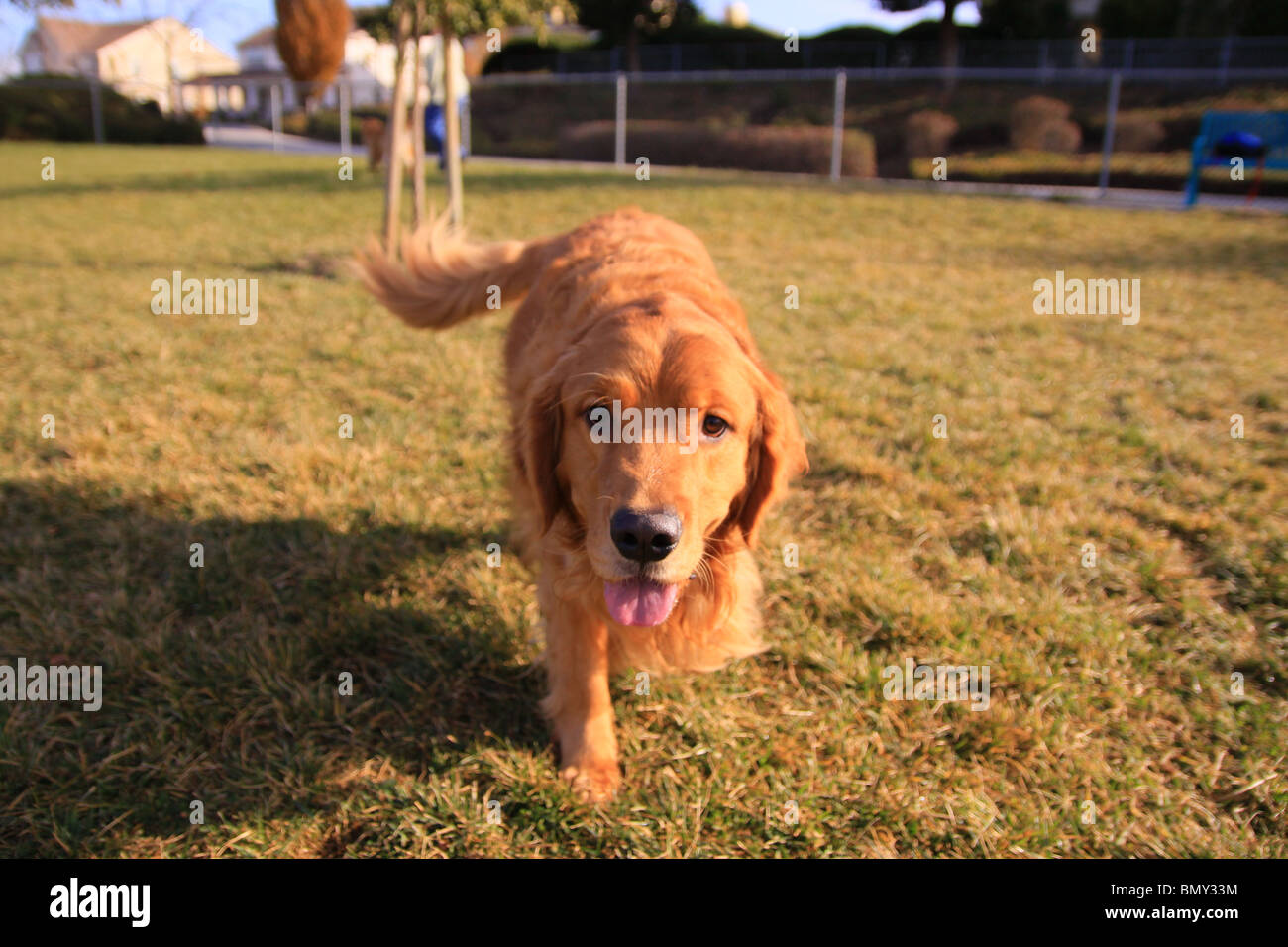 Golden retriever in the park hi-res stock photography and images - Alamy