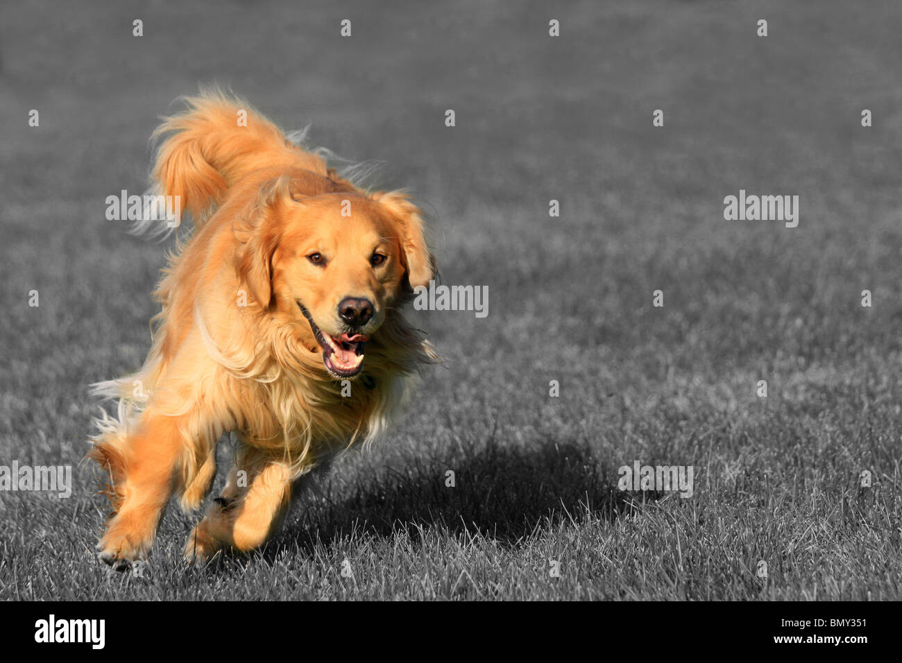 playful dog on black andd white background of grass Stock Photo