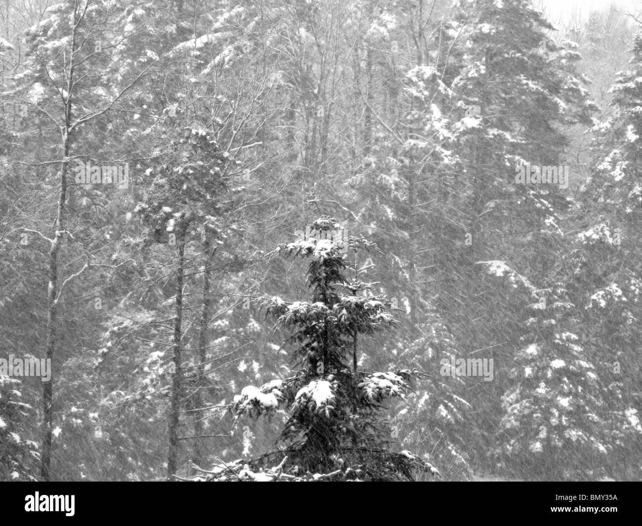 A forest of green pine trees covered with blowing winter snow Stock Photo