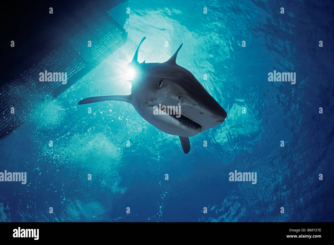 Sand Tiger Shark Mouth