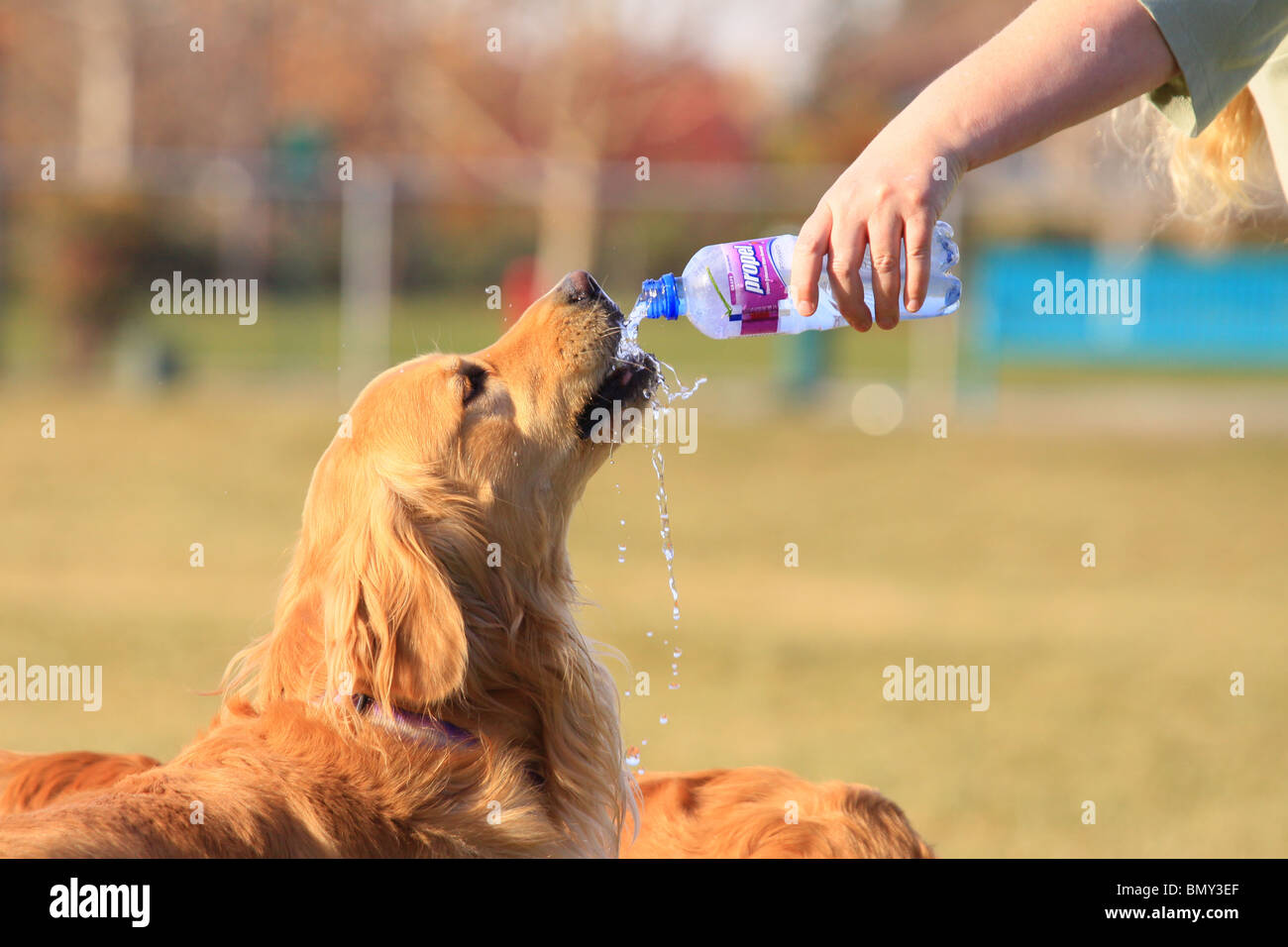 thirsty dog Stock Photo