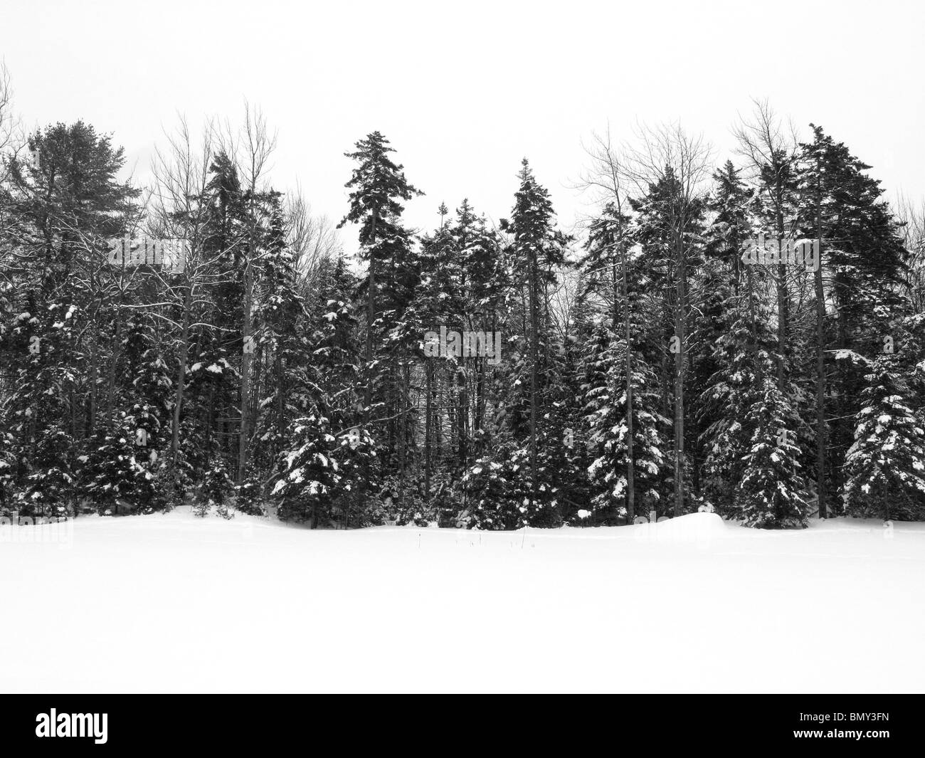 A line of forest green pine trees covered with winter snow. Stock Photo