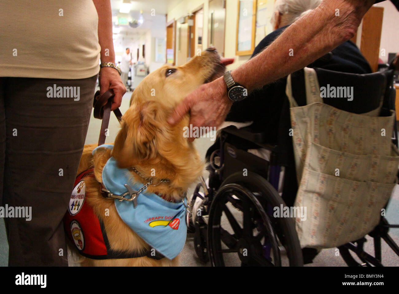 dog at nursing home Stock Photo Alamy
