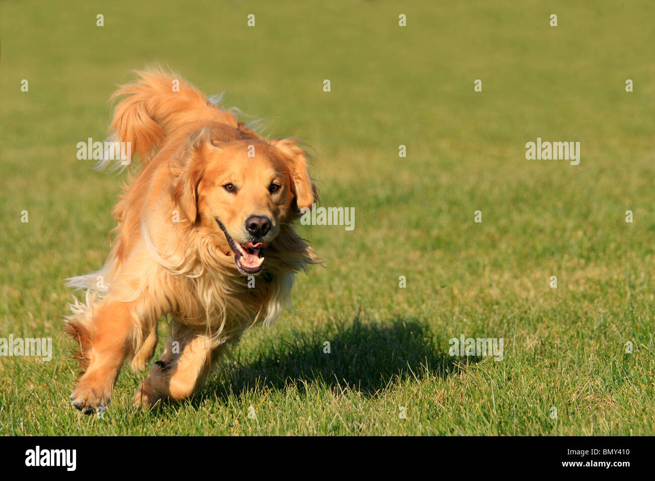 golden retriever running on grass Stock Photo - Alamy