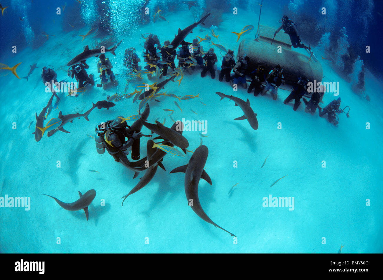 Shark handlers feed Caribbean Reef Shark (Carcharhinus perezi). Bahamas, Caribbean Sea. Stock Photo