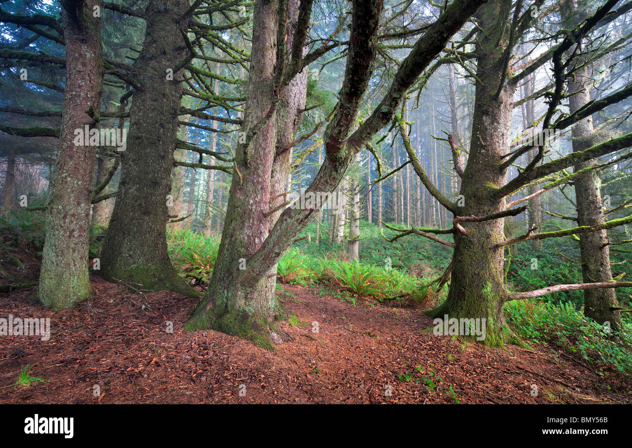 Sitka Spruce trees in fog. Samuel H. Boardman State Scenic Corridor. Oregon Stock Photo
