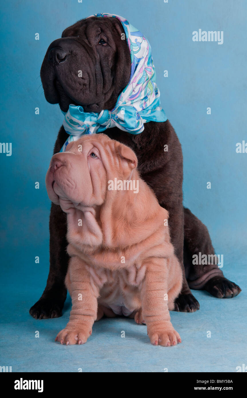 Shar-pei friends funny picture Stock Photo