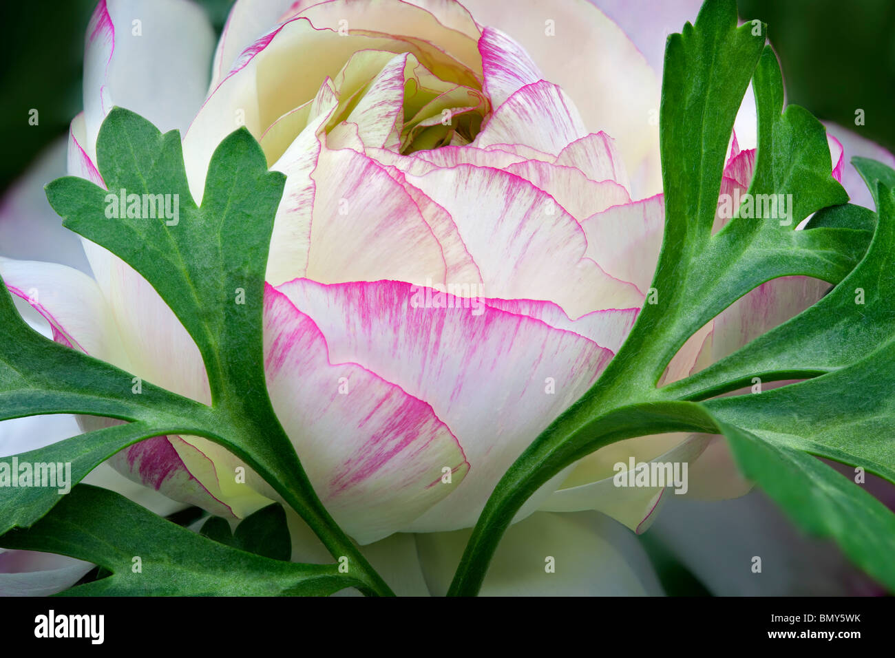 Ranunculus flower close up. Al's Nursery, Woodburn, Oregon Stock Photo