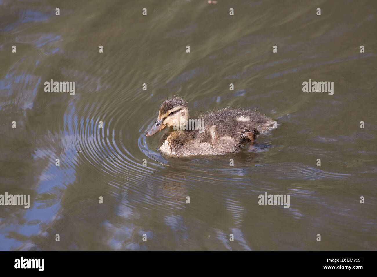 A Mallard duckling swimming on a pond. Stock Photo