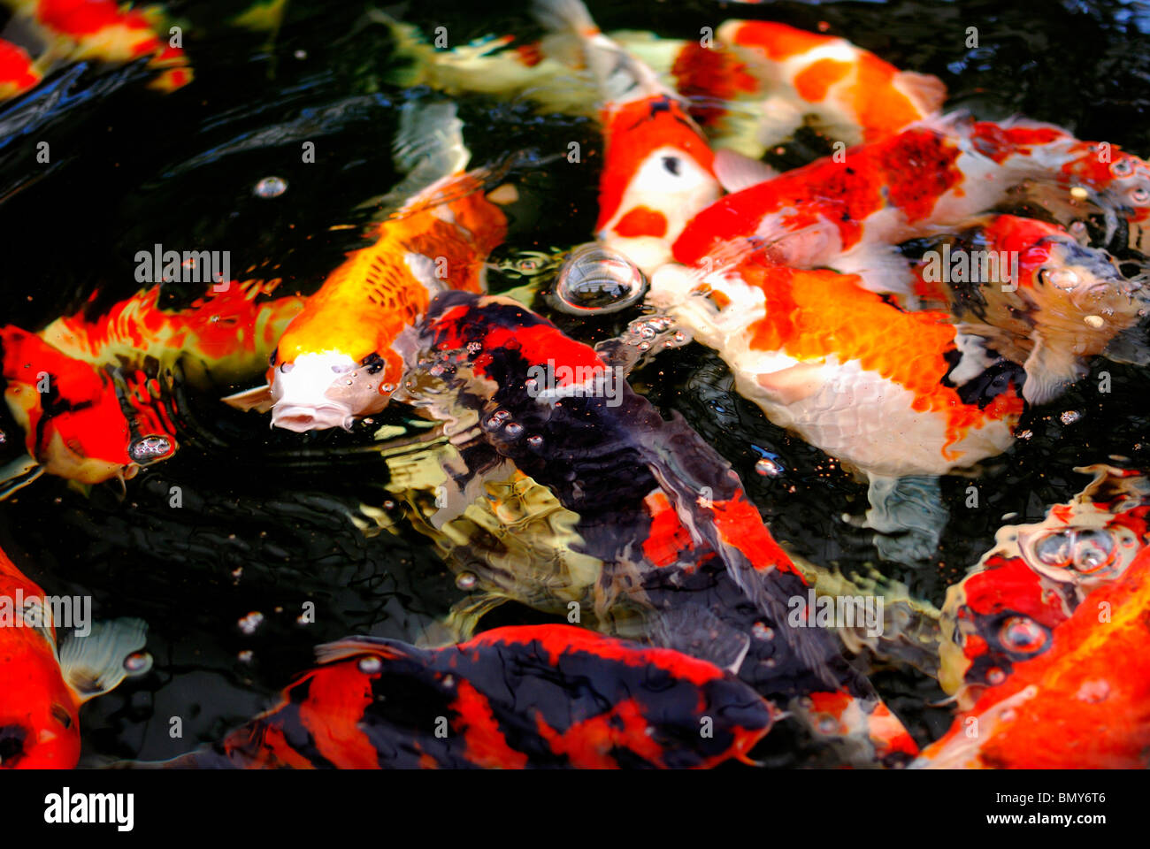 Koi Carp feeding frenzy Stock Photo
