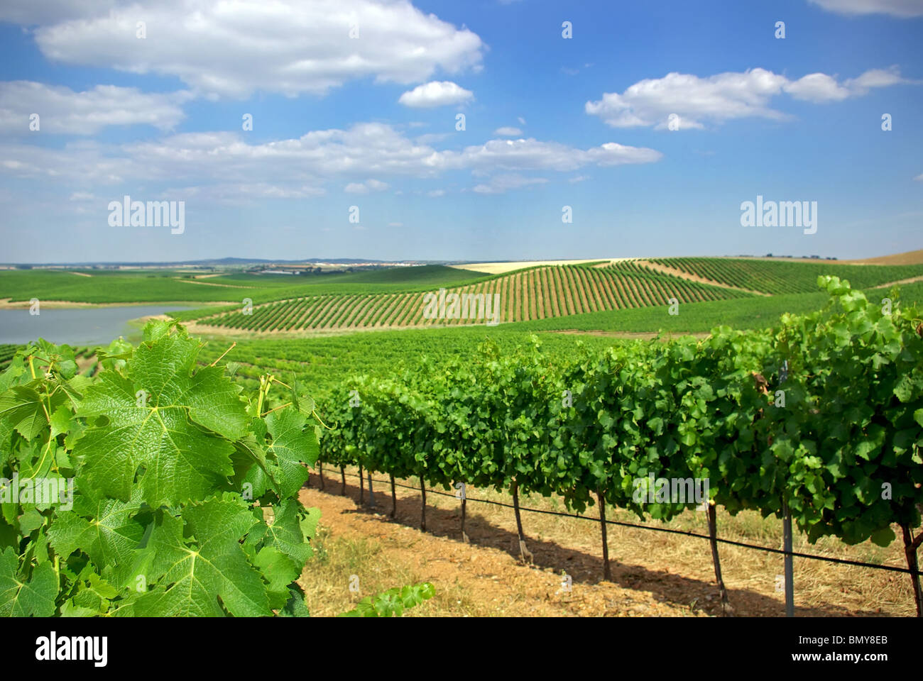 Vineyard at Portugal, Alentejo region. Stock Photo