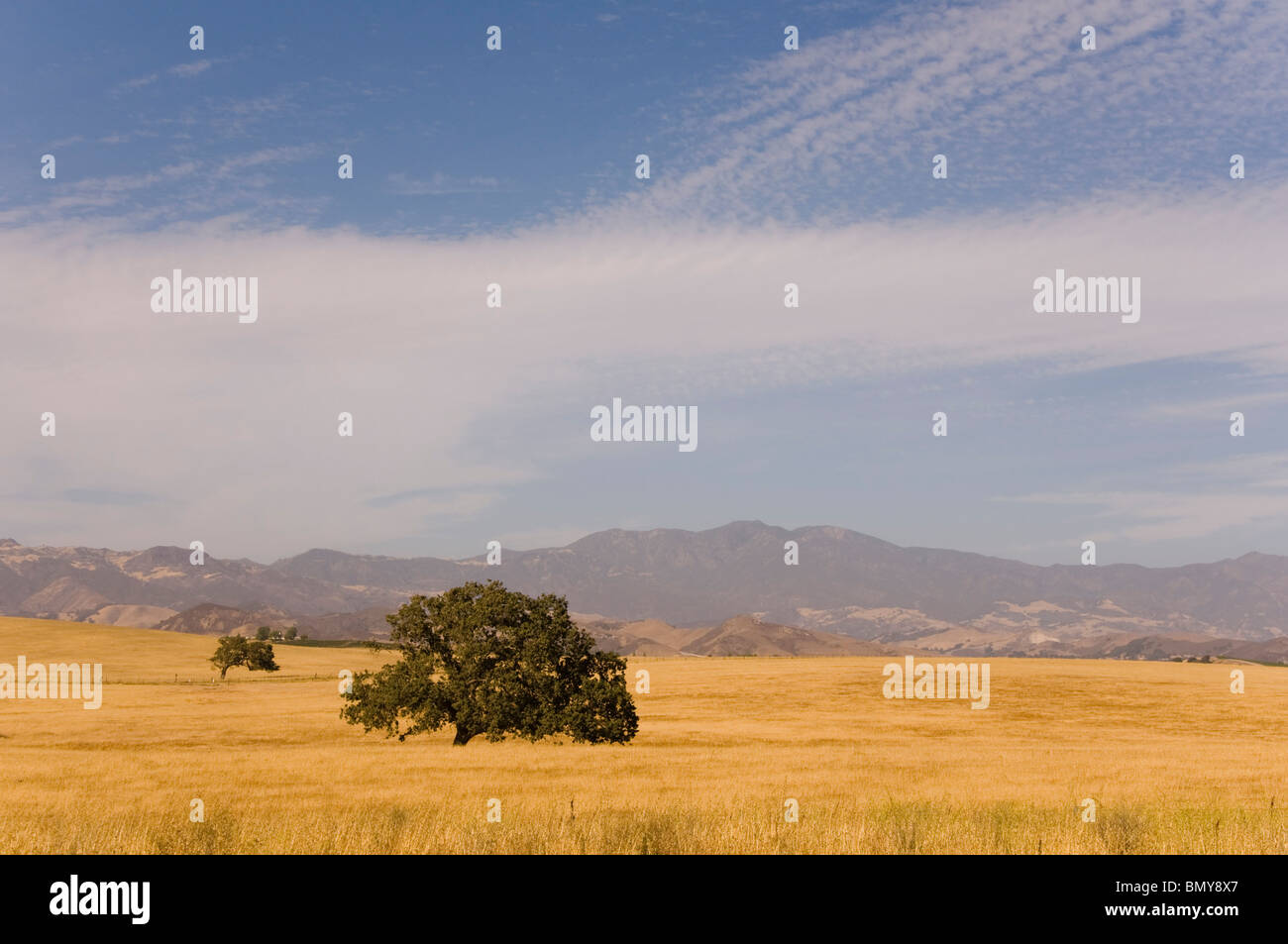 Lonely Tree Illustration Stock Photo