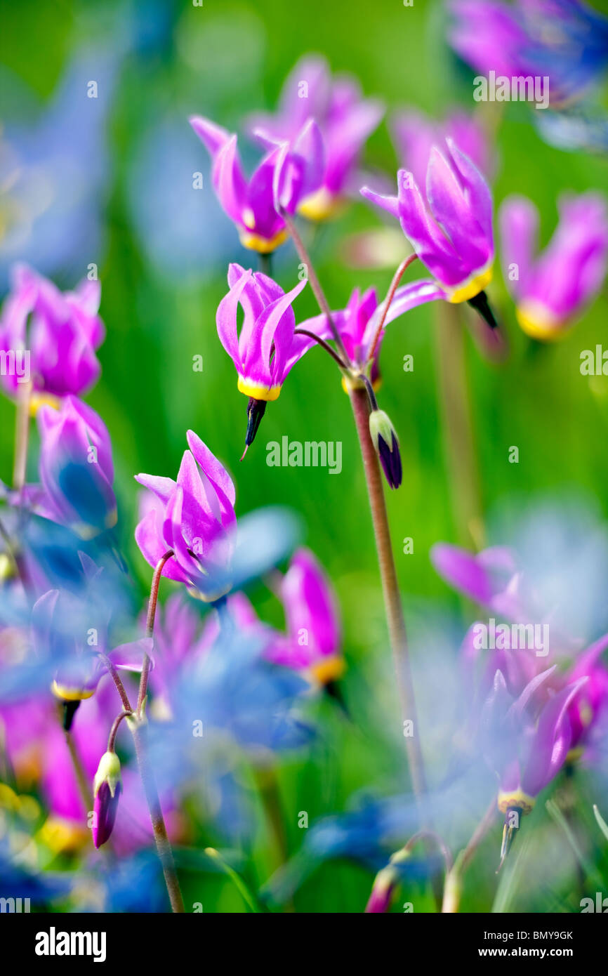 Close up of Shooting Star (Dodecatheon conjugens) Blue Camas lily is blurred. Near Catherine Creek. Oregon Stock Photo