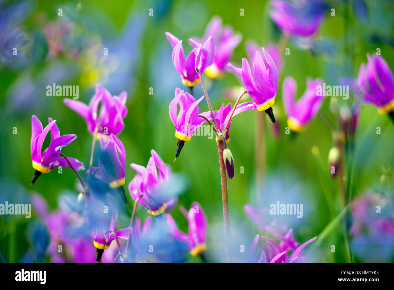 Close up of Shooting Star (Dodecatheon conjugens) Blue Camas lily is blurred. Near Catherine Creek. Oregon Stock Photo