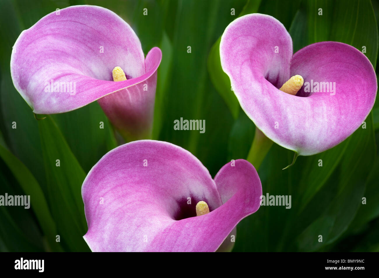 Close up of calla Lily flowers. Oregon Stock Photo