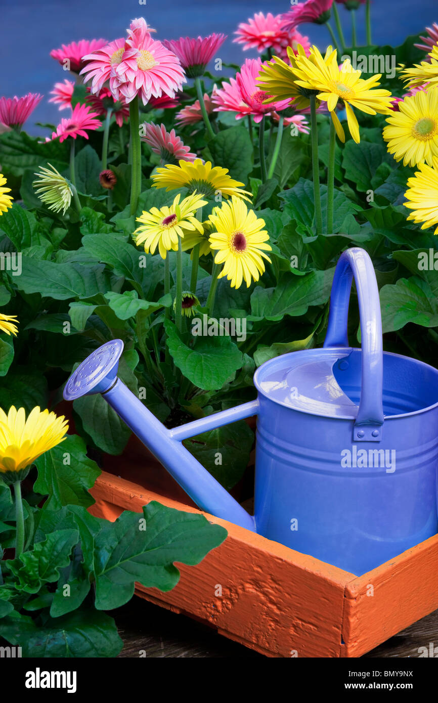 Blue watering can with Gerdera Daisy flowers. Oregon Stock Photo