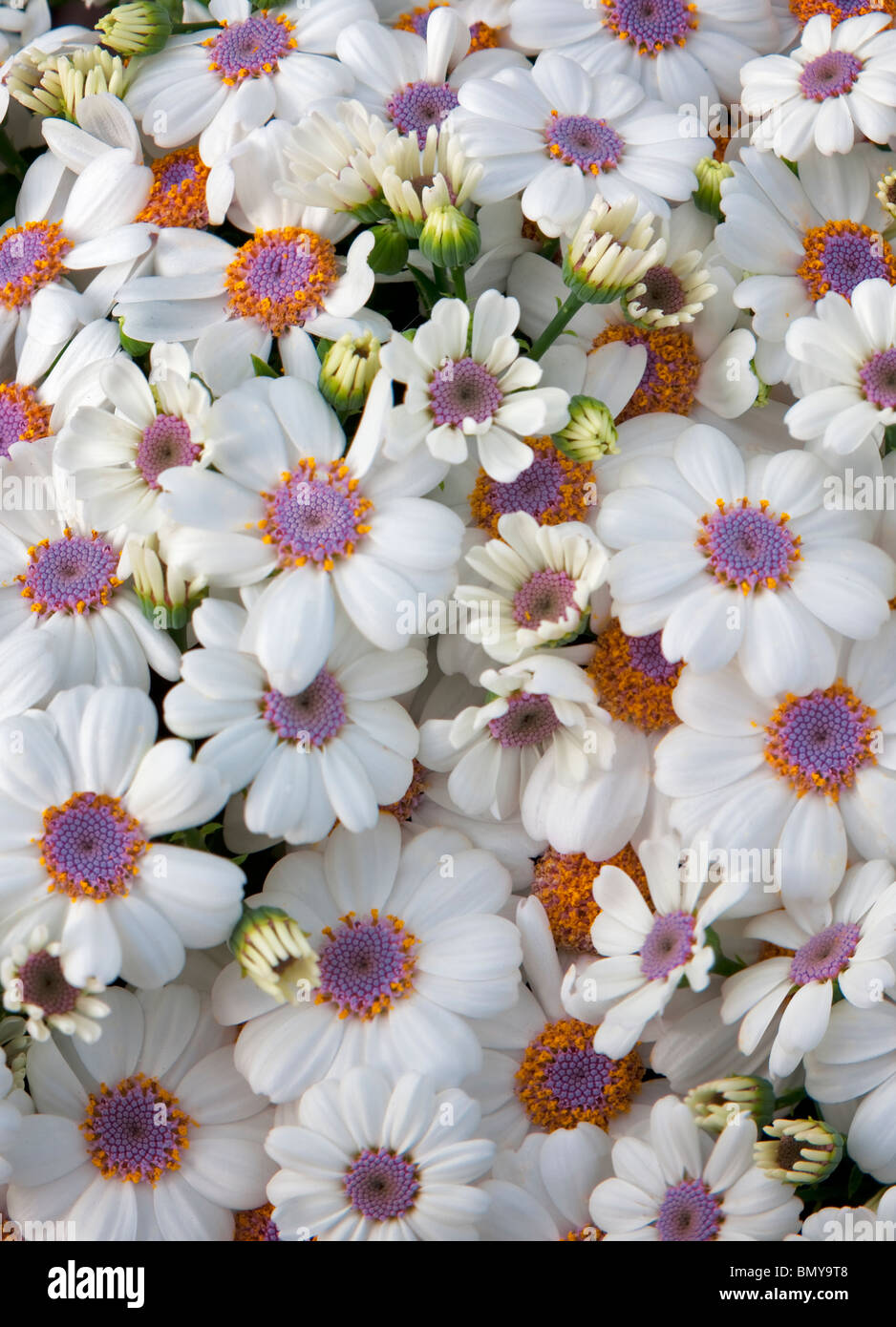 Close up of Cineraria flowers. Al's Nursery. Oregon Stock Photo