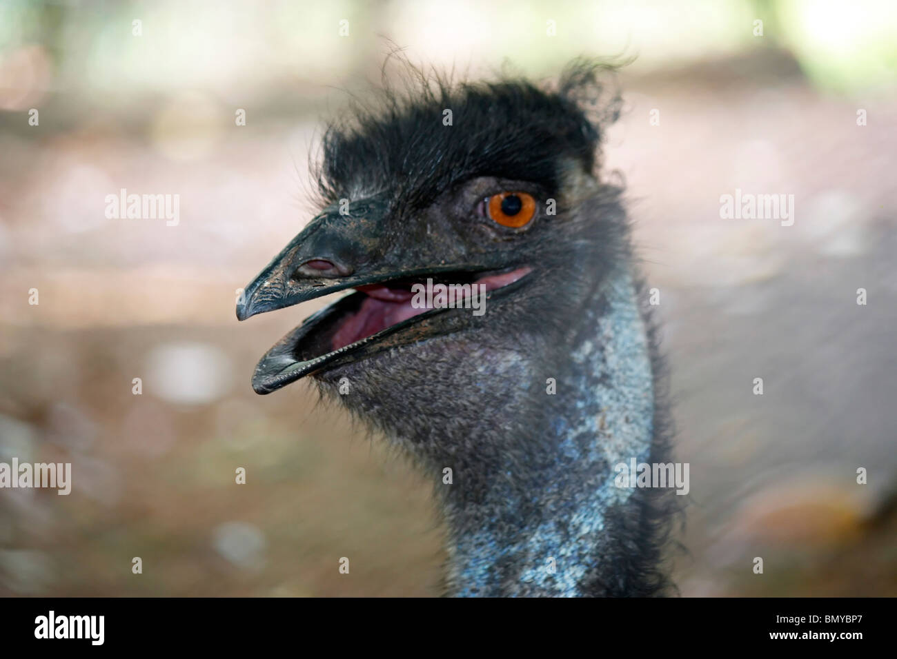 Portrait of an Emu Stock Photo