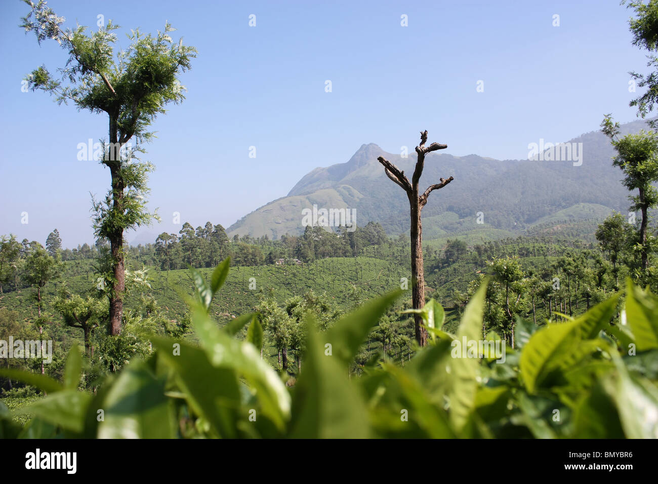 Munnar tea estate - scenic beauty of tea gardens Stock Photo