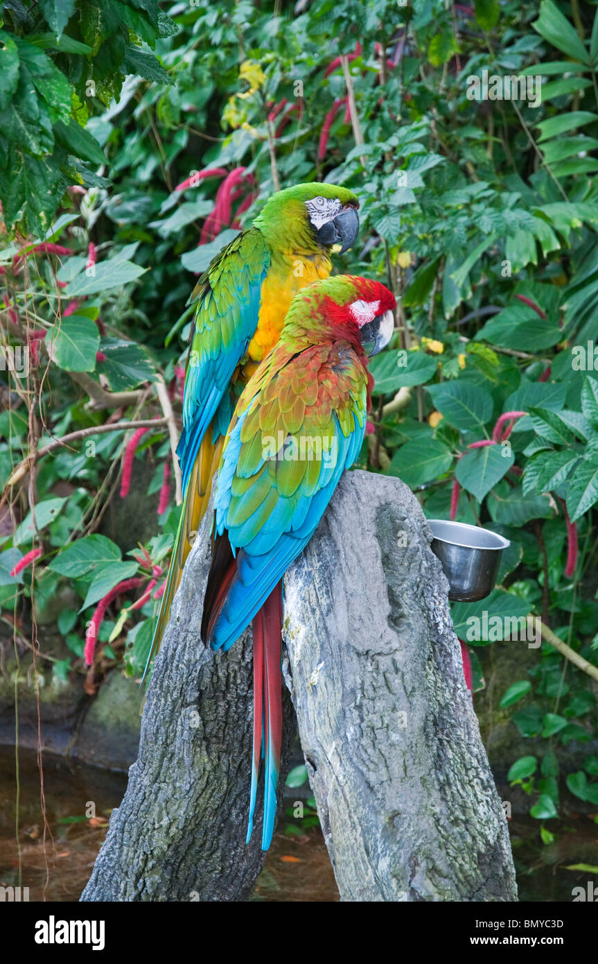 Texas, Galveston, Moody Gardens, Rainforest Pyramid, Hybrid Macaw pair, Ara sp Stock Photo