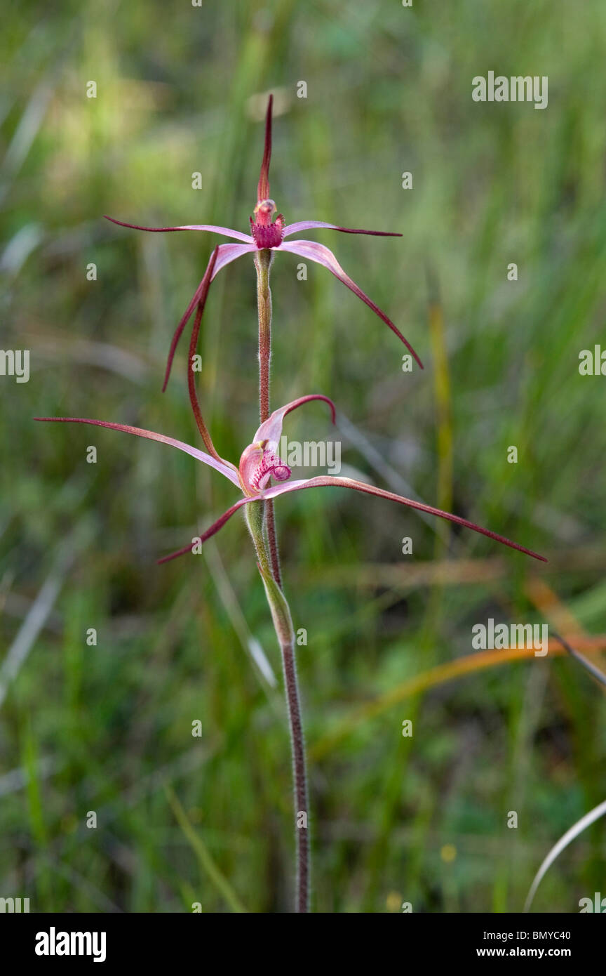 Candy spider orchid Stock Photo Alamy