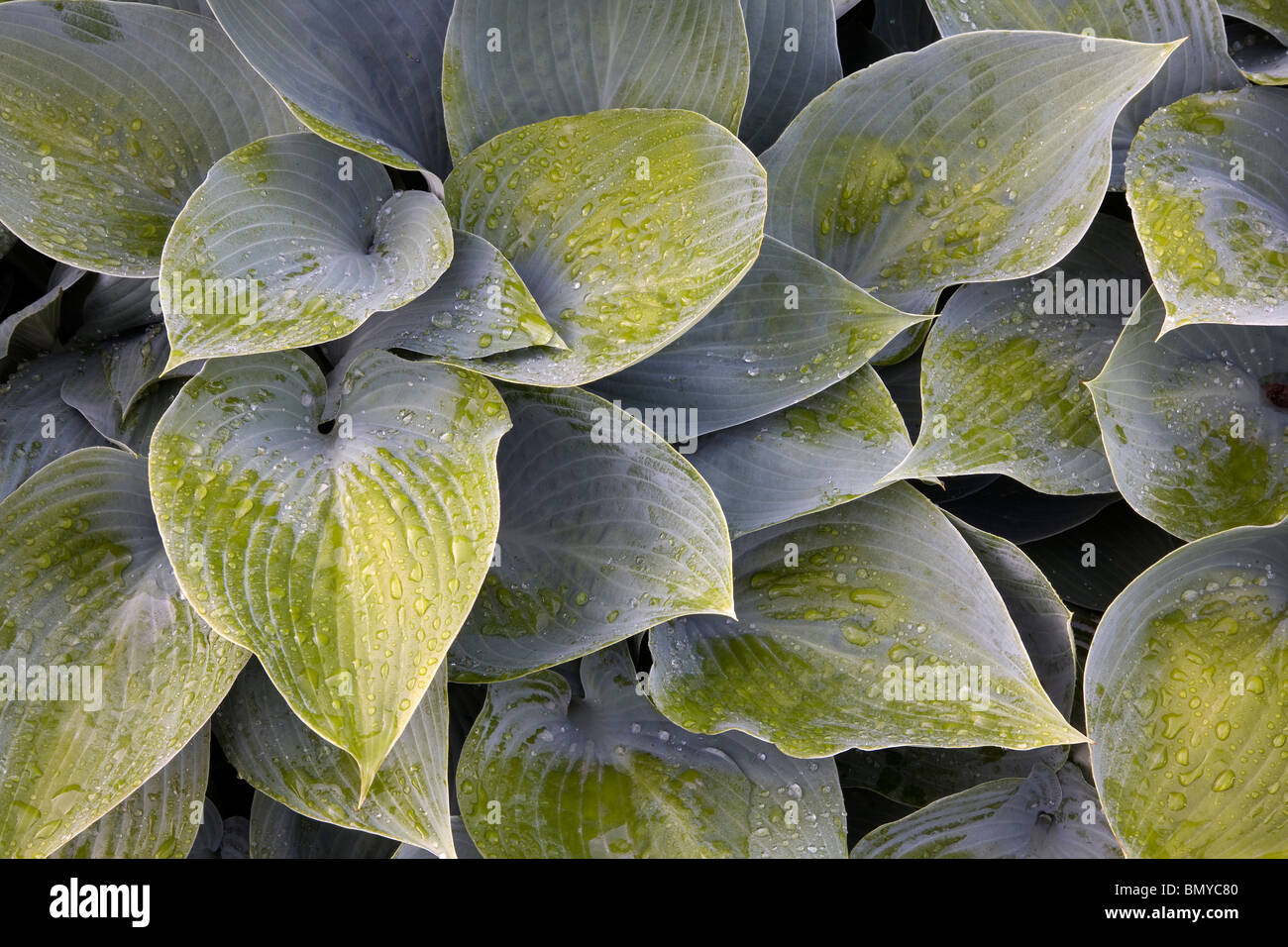Hosta Blue Angel plant leaves, Lurie Garden, Millennium Park, Chicago, Illinois Stock Photo