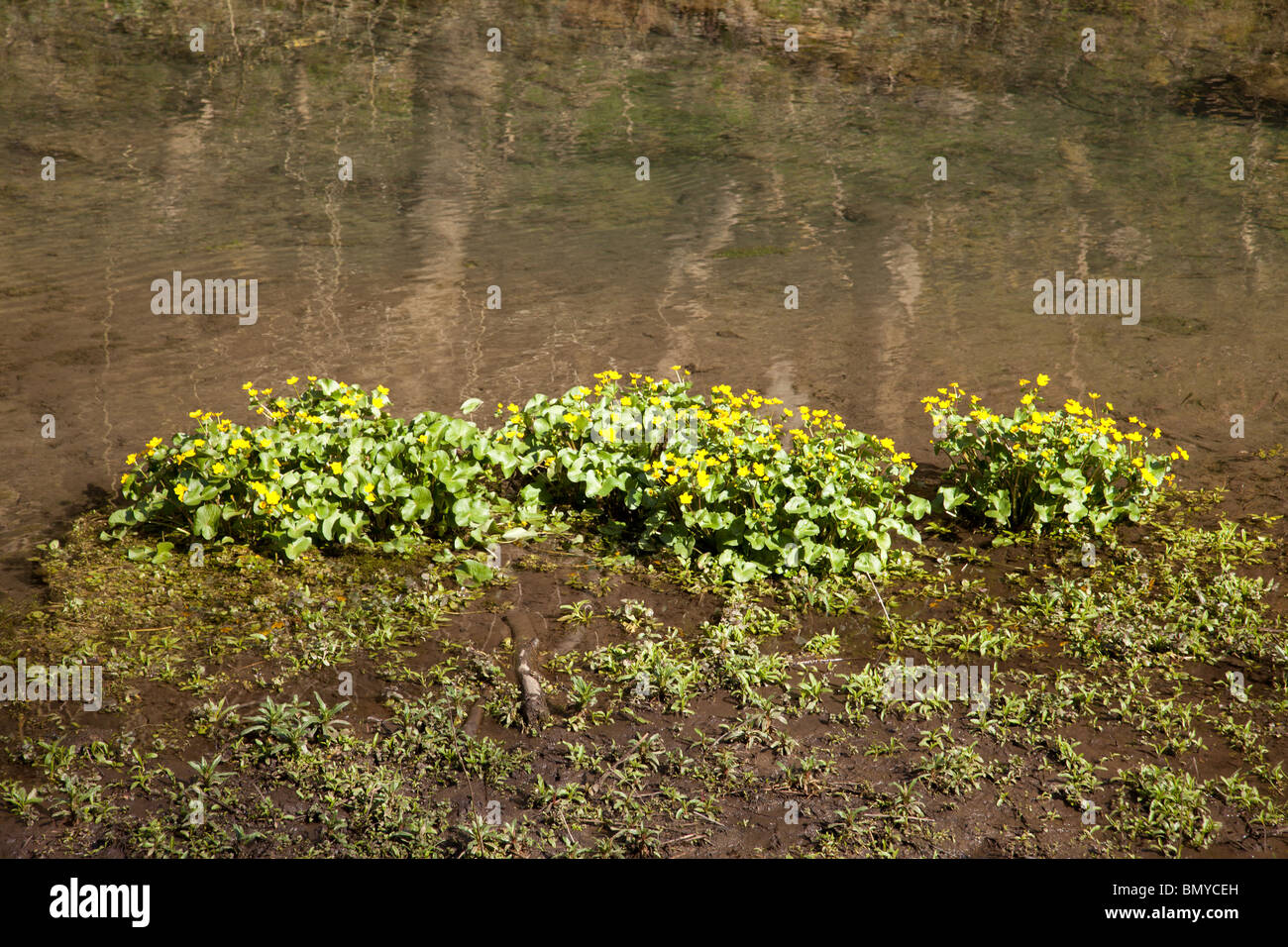 King cups in the river Bradford, a limestone valley in the Derbyshire Peak District Stock Photo