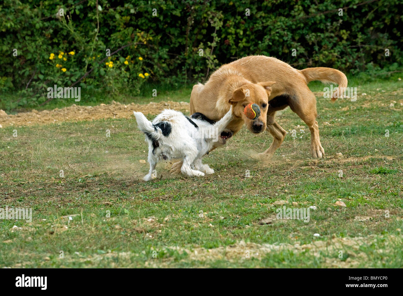two dogs playing Stock Photo - Alamy