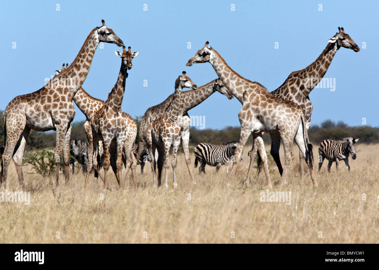 A group of Giraffe (Giraffa camelopardalis) shimmer in the heat of the Savuti region of northern Botswana Stock Photo