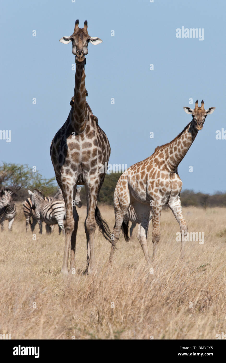 Giraffe (Giraffa camelopardalis) in the Savuti region of northern Botswana Stock Photo