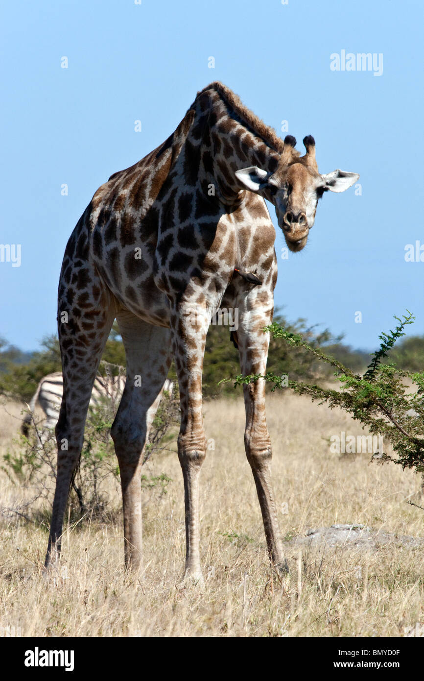A Giraffe (Giraffa camelopardalis) in the Savuti region of northern Botswana Stock Photo