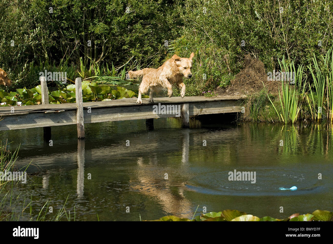 Golden Retriever dog jumping into water Stock Photo - Alamy