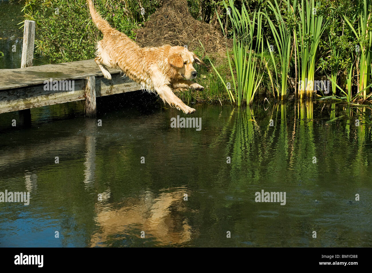 dog water jumping
