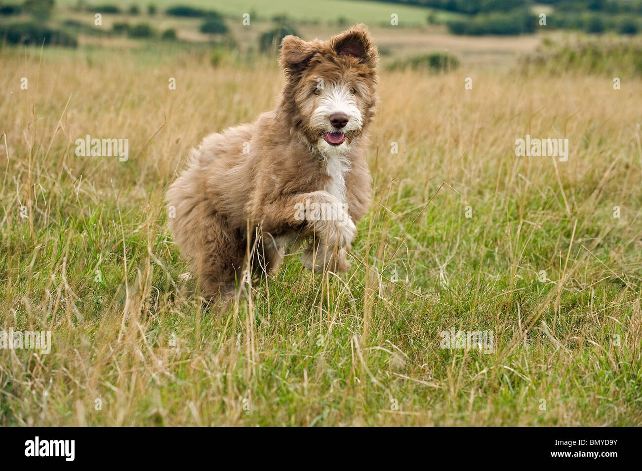 young half breed dog running meadow Stock Photo